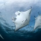 Flight of the Mantarays