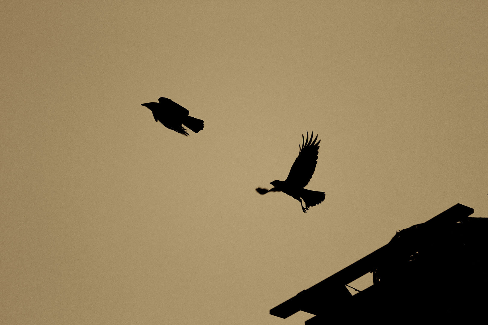 Flight of the ravens