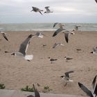 Flight of the Seagulls