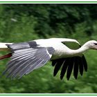 Flight of the stork.