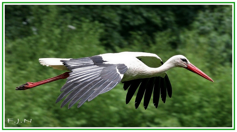 Flight of the stork.