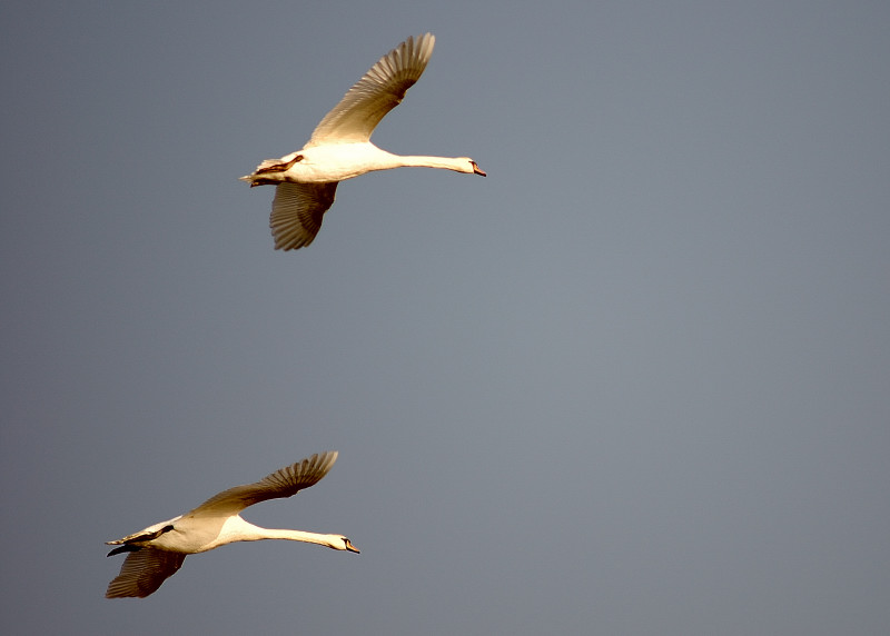 Flight of the Swan