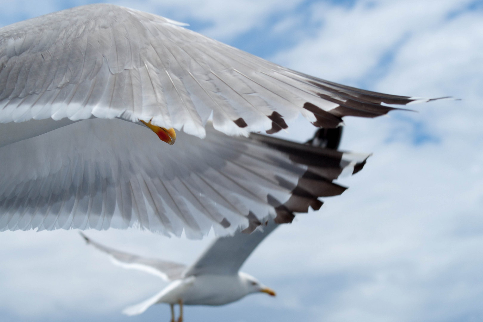 flight of wings