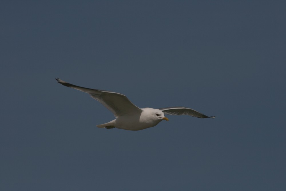 Flight on the Wings