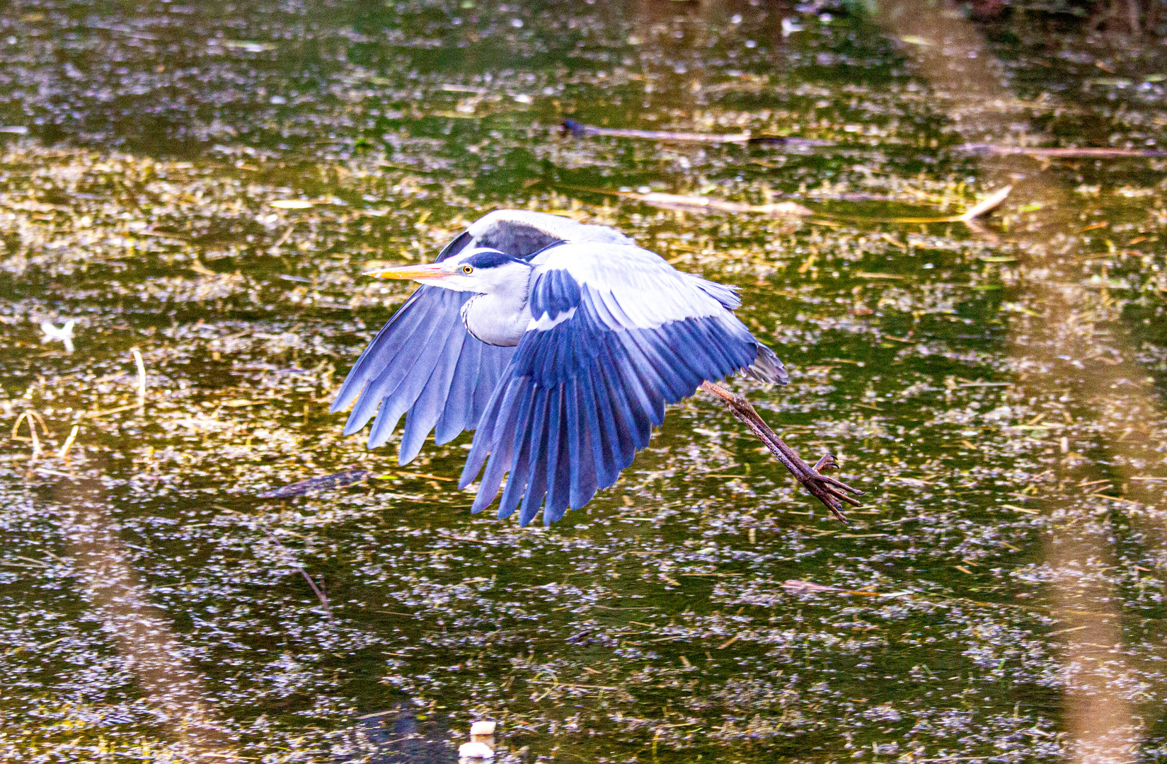 Flight Over Heron Caynon