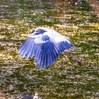 Flight Over Heron Caynon