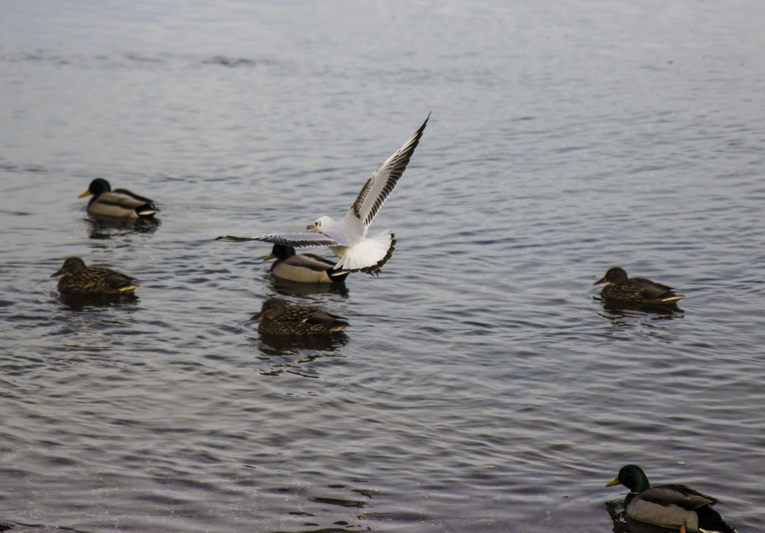 Flight over the ducks