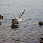 Flight over the ducks