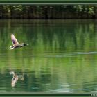 Flight over the Limmat