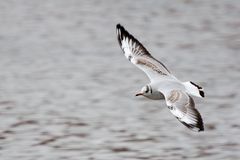 Flight over water (2).