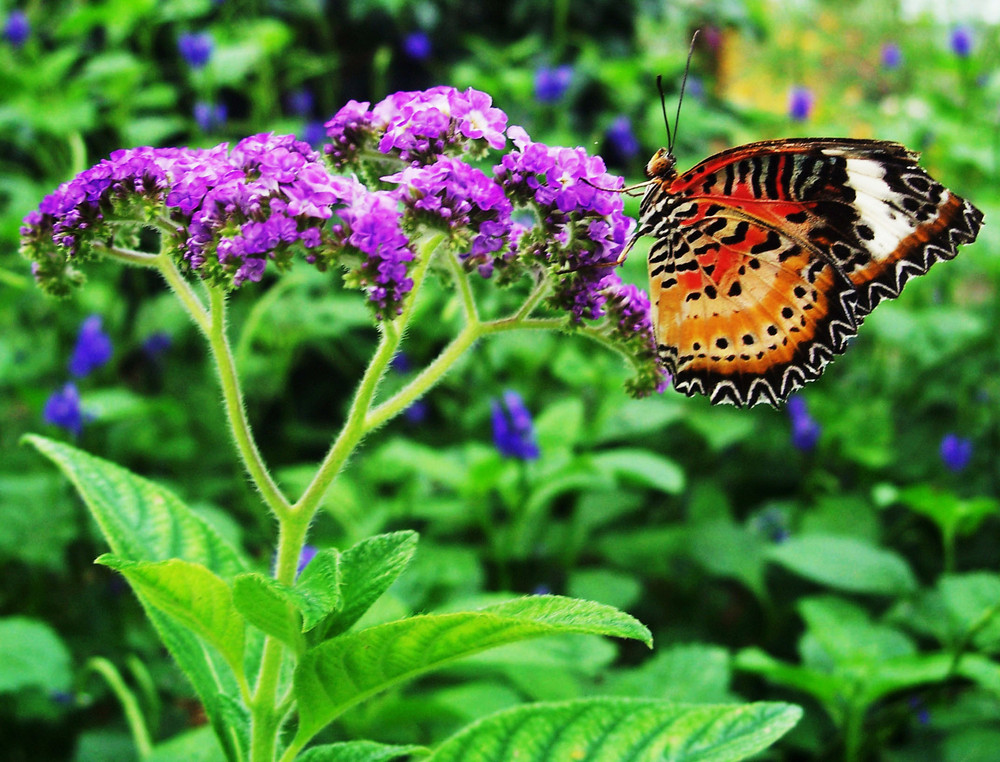 Flight To Flower