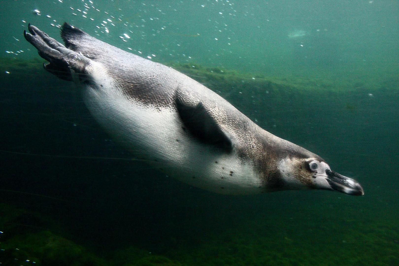 flight under water