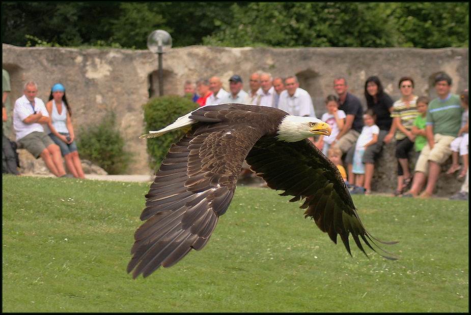 Flightshow " EAGLE"