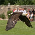 Flightshow " EAGLE"