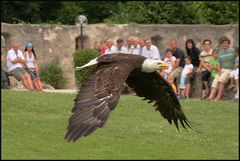 Flightshow " EAGLE"