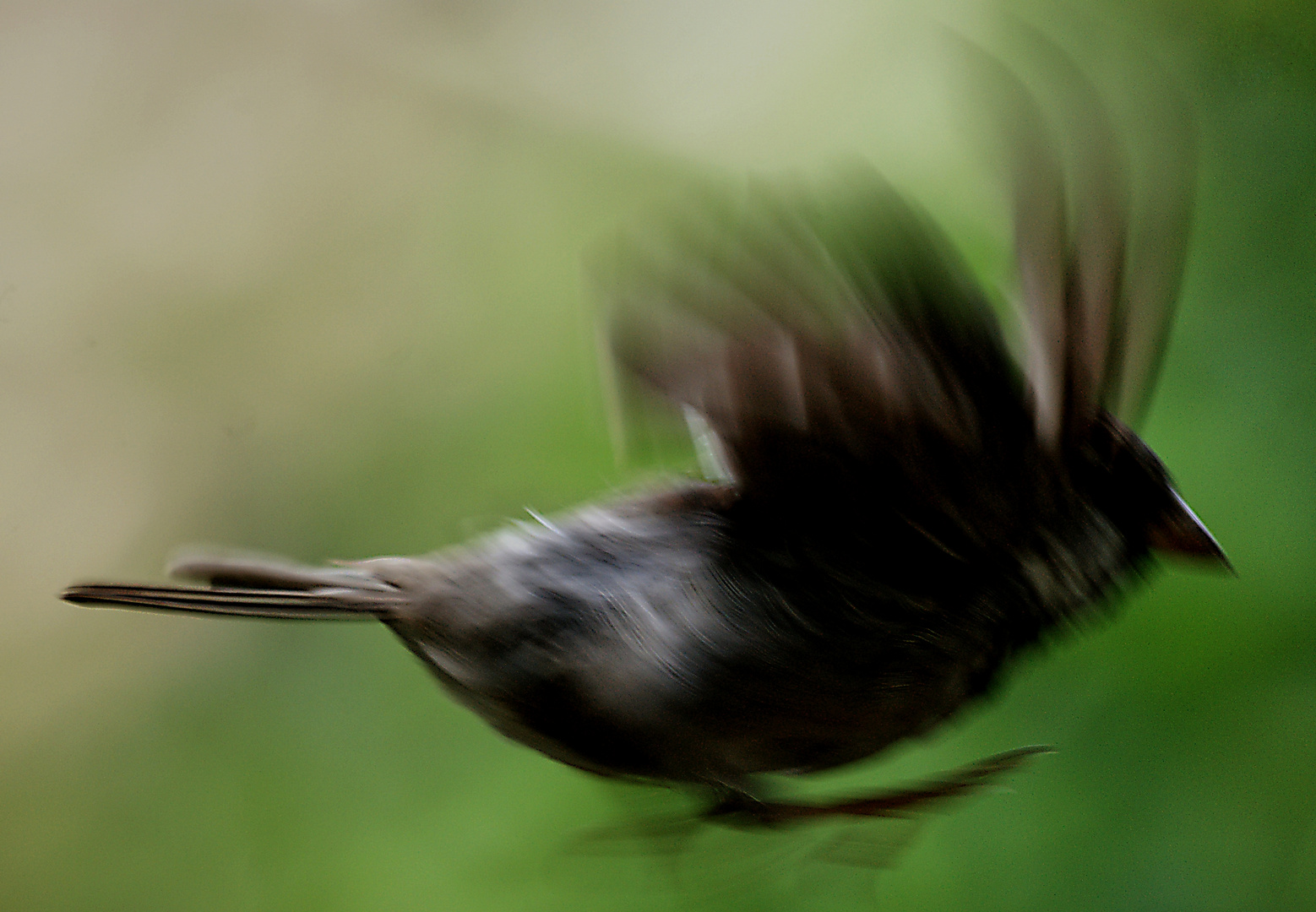 Fliiiieeeeg !!!!! Kleiner Spatz - Zoo Köln