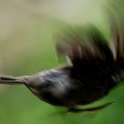 Fliiiieeeeg !!!!! Kleiner Spatz - Zoo Köln