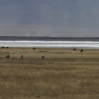 Flimmernde Hitze im Ngorongoro Krater in Tansania