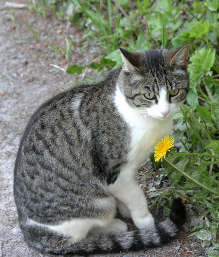 Flimser Katze mit Löwenzahn