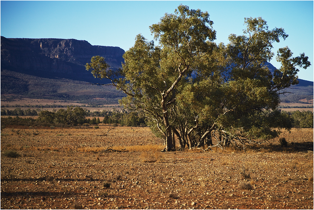 flinders range national park