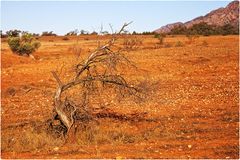 flinders ranges nationalpark