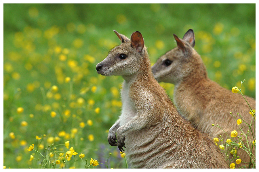 Flink-Wallabys (Macropus agilis)