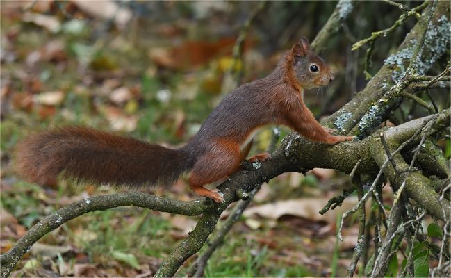 Flink war das Eichhörnchen unterwegs, ...