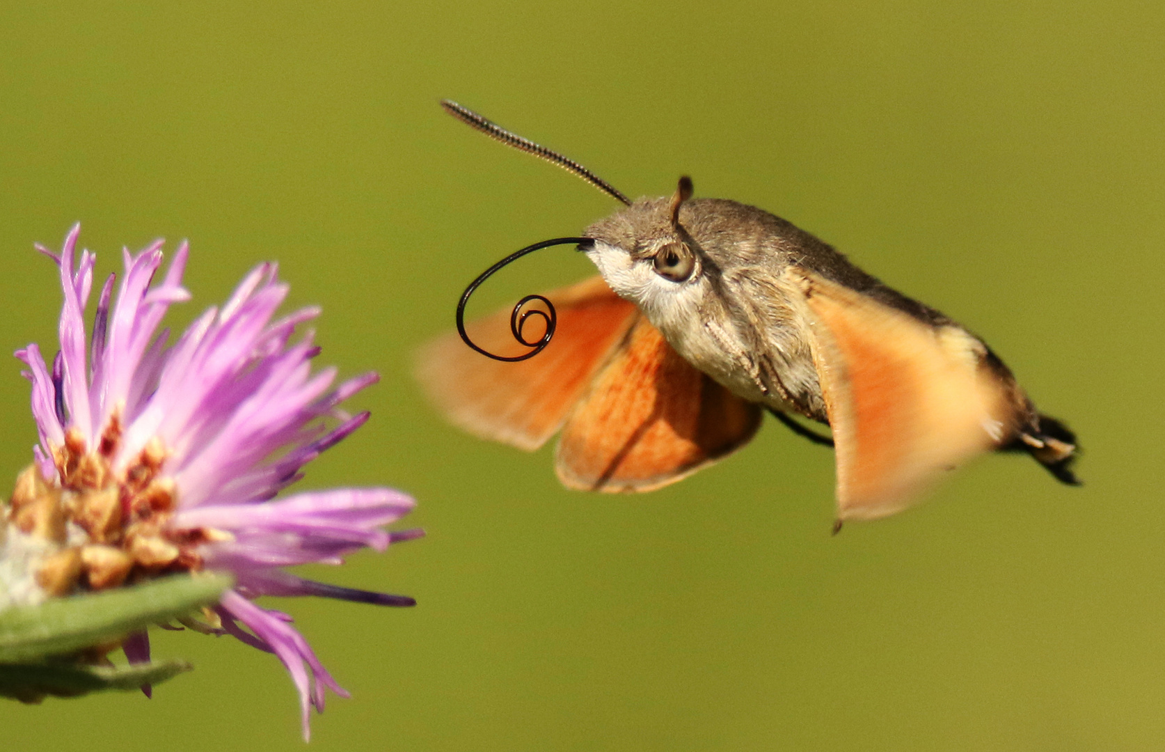 Flink wie ein Kolibri