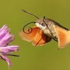 Flink wie ein Kolibri