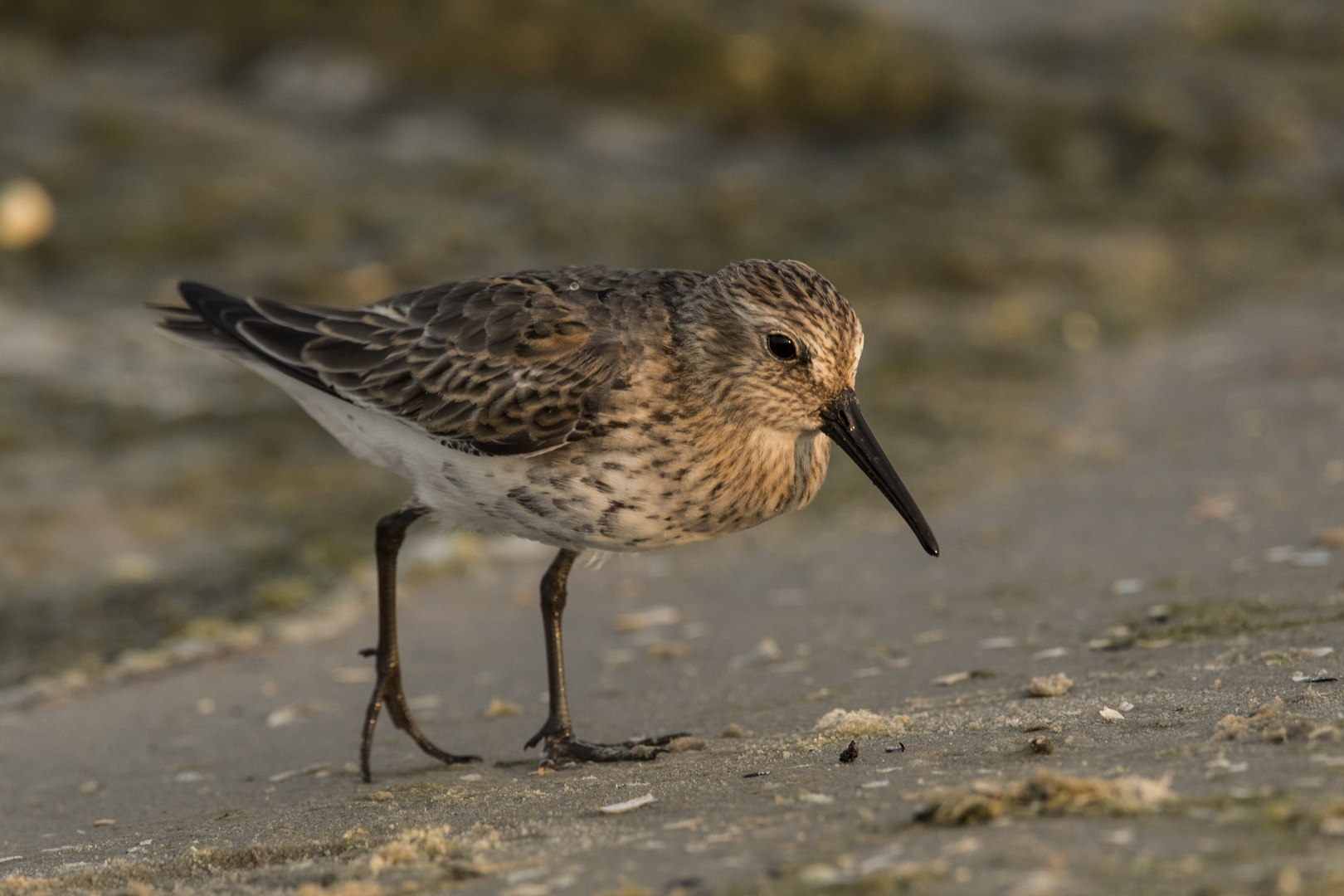 Flinke Strandflitzer