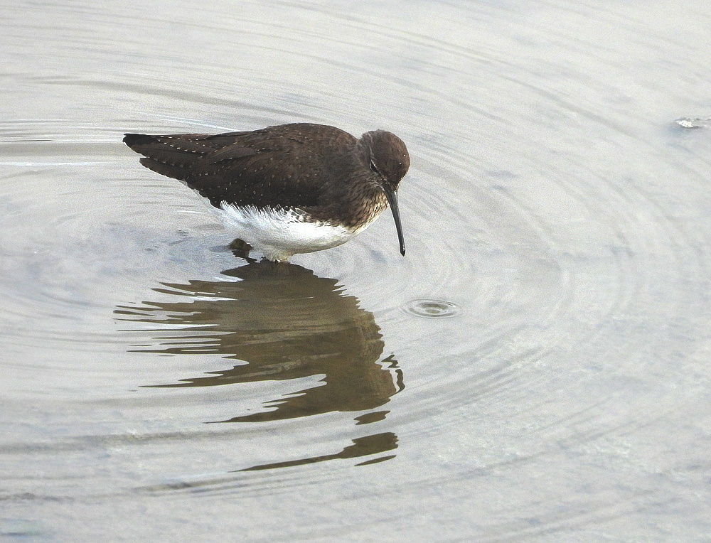 Flinker Waldwasserläufer