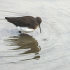 Flinker Waldwasserläufer