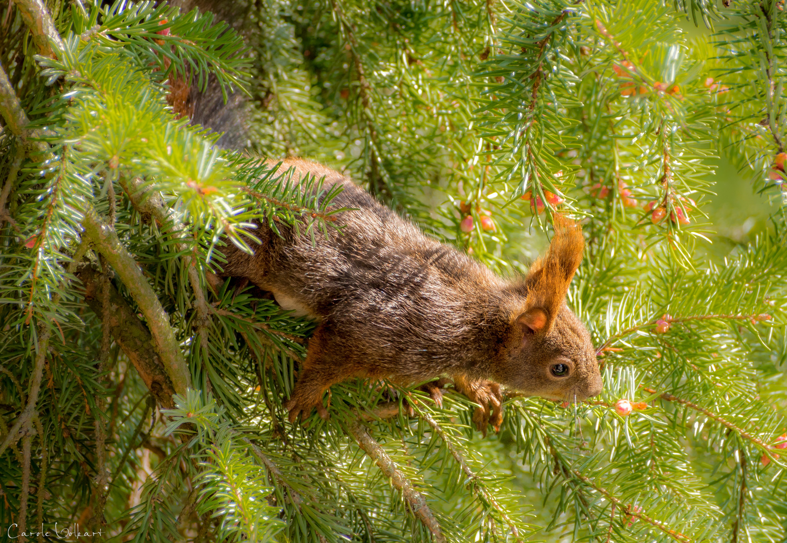 Flinkes Eichhörnchen