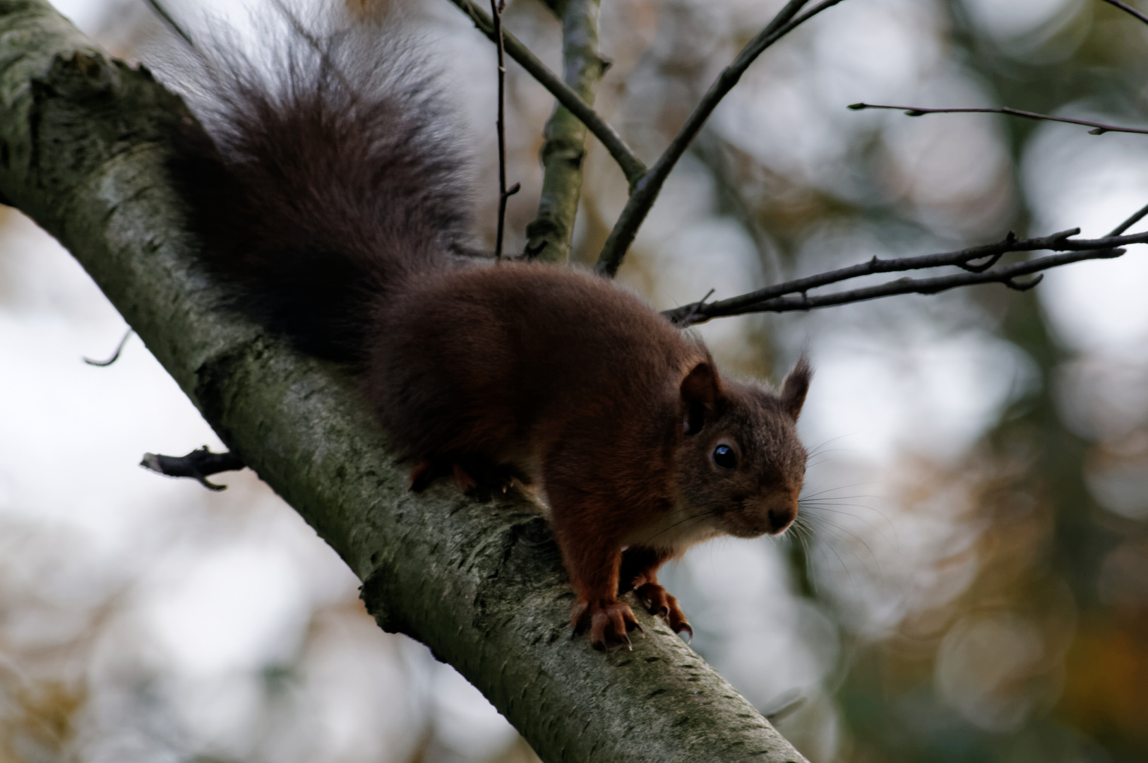 Flinkes Hörnchen