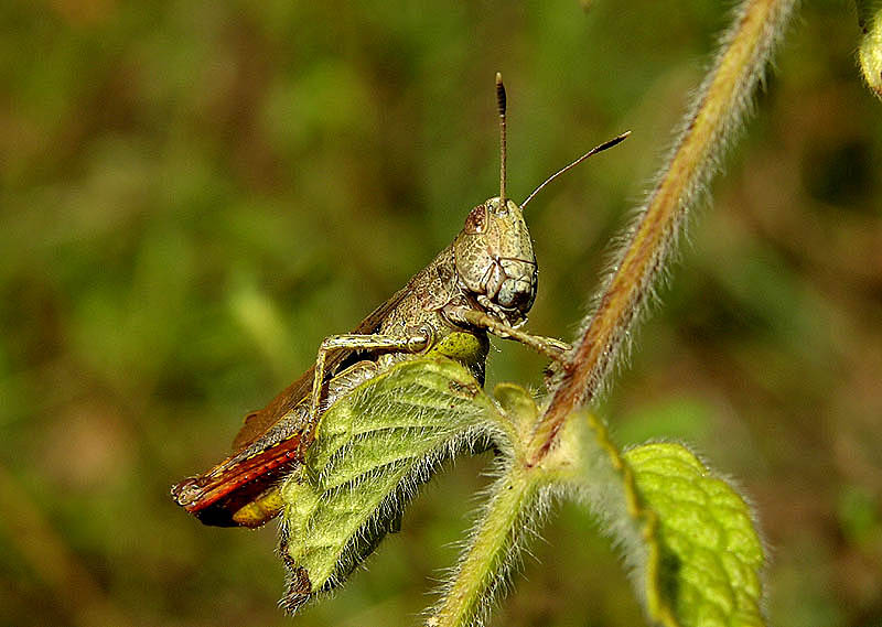 flinkes Kerlchen