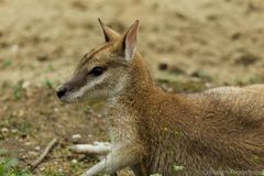 Flinkwallaby