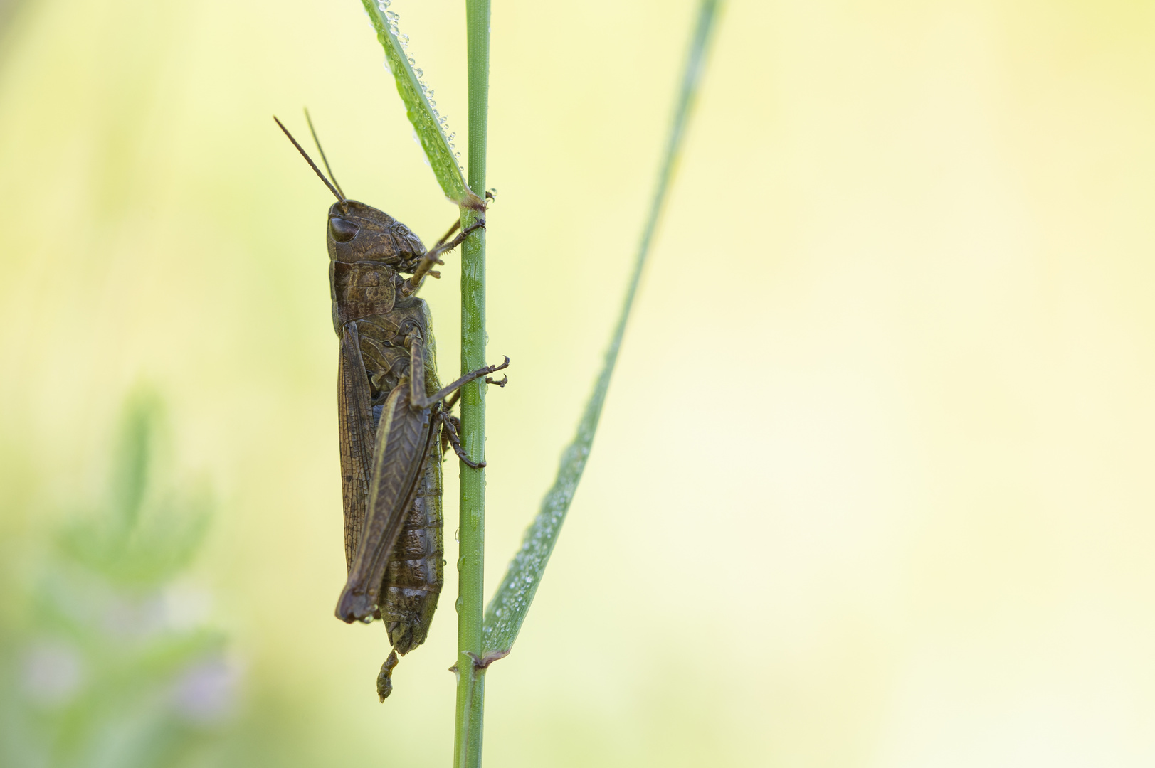 ___flip____________________________ Foto & Bild tiere, wildlife