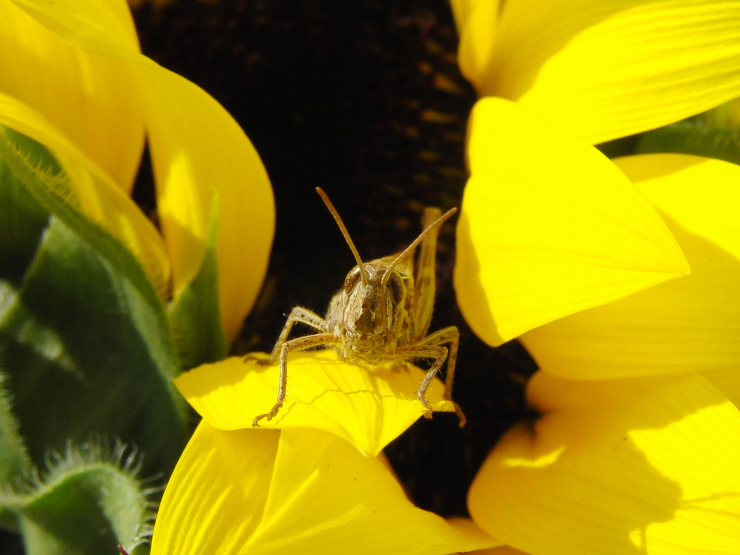 Flip auf Sonnenblume