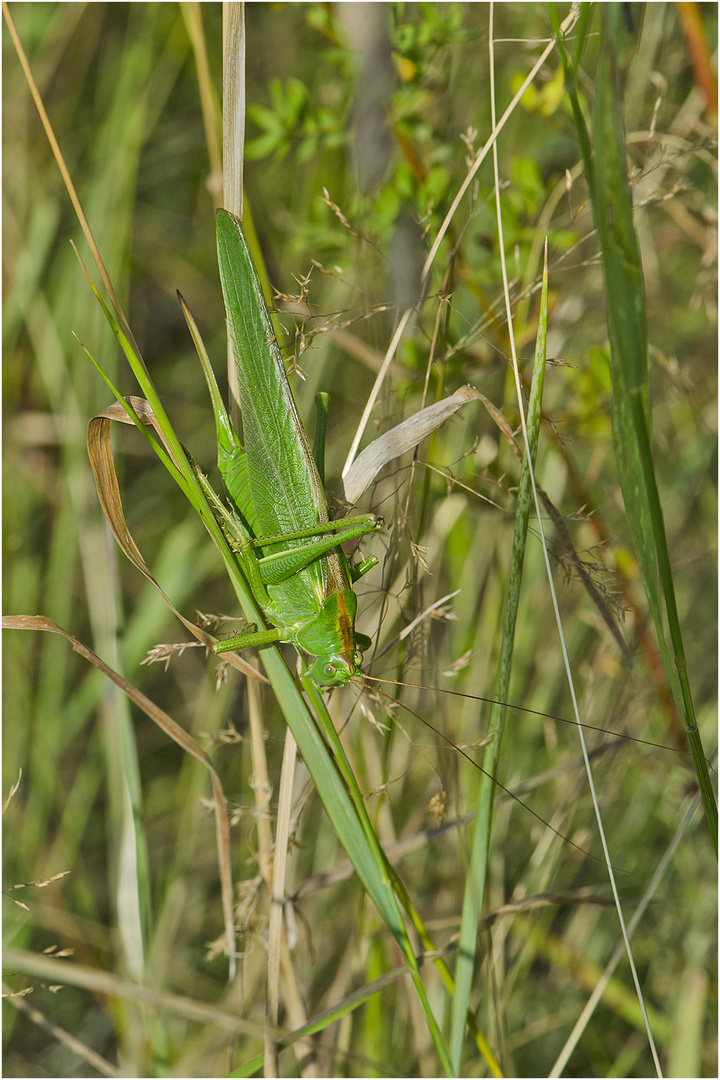 "Flip", das Grüne Heupferd  machte (Tettigonia viridissima) . . .