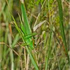 "Flip", das Grüne Heupferd  machte (Tettigonia viridissima) . . .