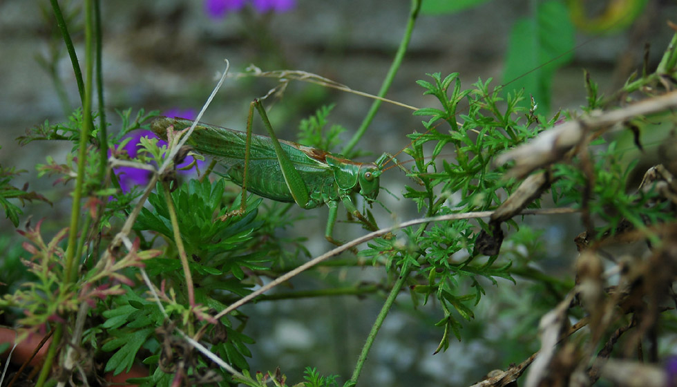 Flip, das Pferdchen, ... in den Tiefen des Blumentopf-Waldes