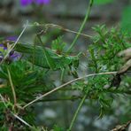 Flip, das Pferdchen, ... in den Tiefen des Blumentopf-Waldes