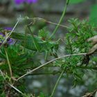 Flip, das Pferdchen, ... in den Tiefen des Blumentopf-Waldes