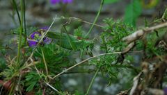 Flip, das Pferdchen, ... in den Tiefen des Blumentopf-Waldes