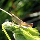 Flip, der Grashüpfer