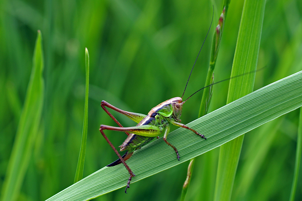 Flip der Grashüpfer Foto & Bild tiere, wildlife, insekten Bilder auf