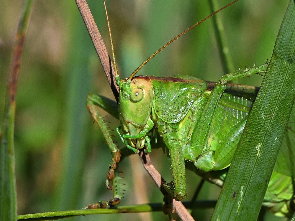 Flip der Große Foto & Bild tiere, wildlife, insekten Bilder auf