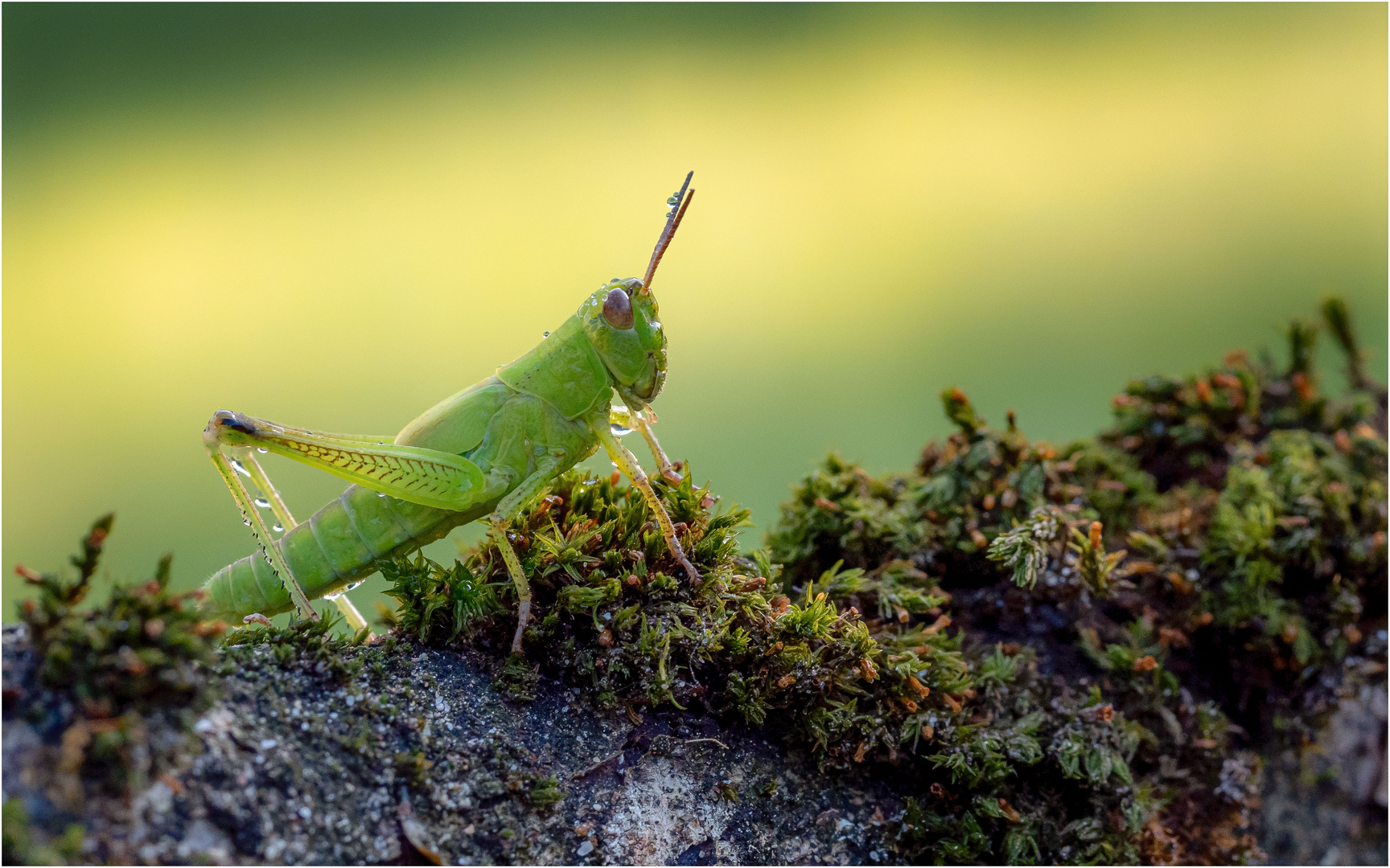 Flip Foto & Bild tiere, wildlife, insekten Bilder auf