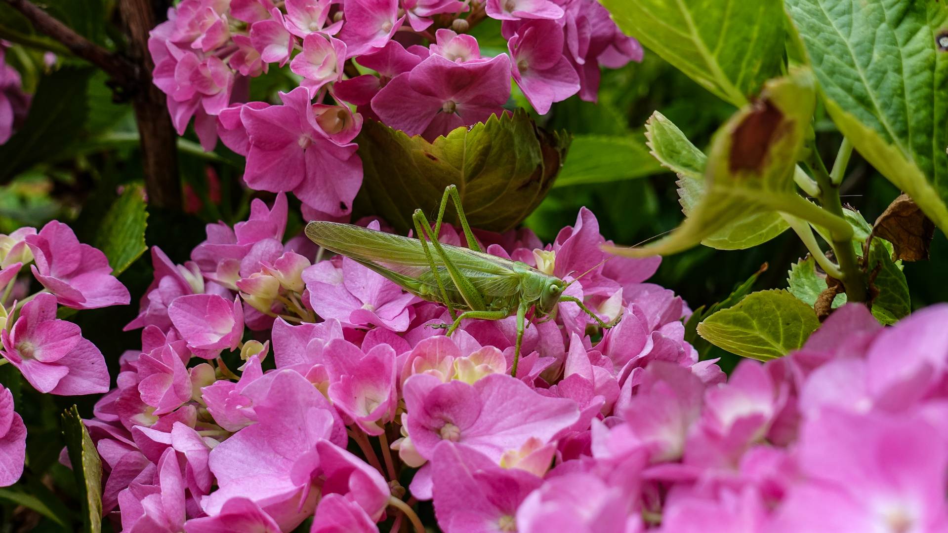 Flip &Flowers 