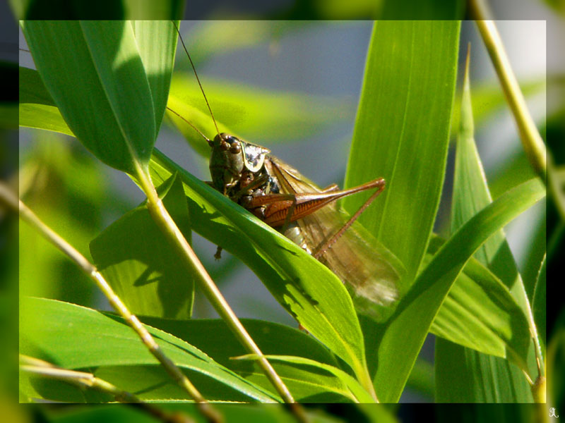 Flip im Garten